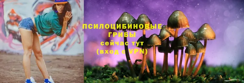 Псилоцибиновые грибы Psilocybine cubensis  Кодинск 